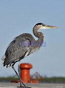 Oiseaux - Aves